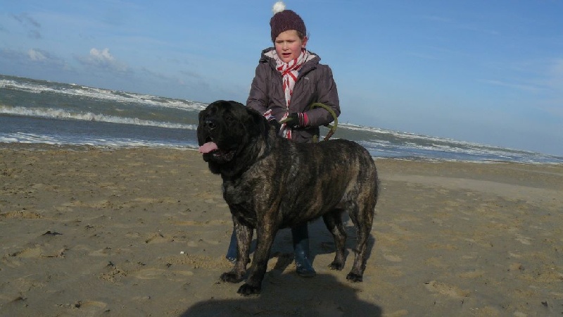 New-angel Jacpas Que Du Bonheur